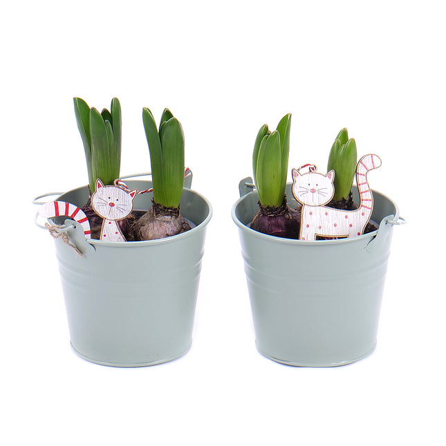 03000532_duo-hyacinty-v-plechovom-obale-s-dekoraciou