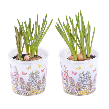 03000540_duo-muscari-v-sklenenom-obale