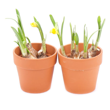 03000541_duo-narcisy-v-hlinenom-obale