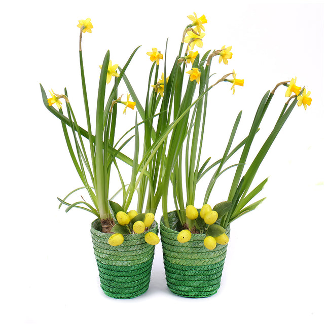 03000542_duo-narcisy-v-prutenom-obale