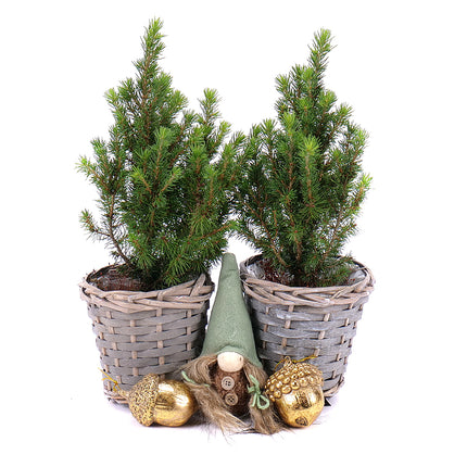 03000545_duo-picea-conica-v-prutenom-kosiku-s-dekoraciou