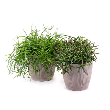 03000549_duo-rhipsalis-v-plastovom-obale