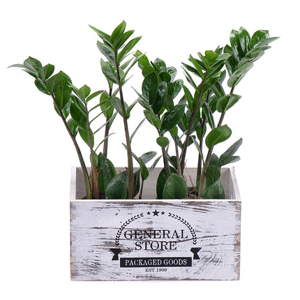 03000578_duo-zamiokulkasov-v-drevenom-boxe