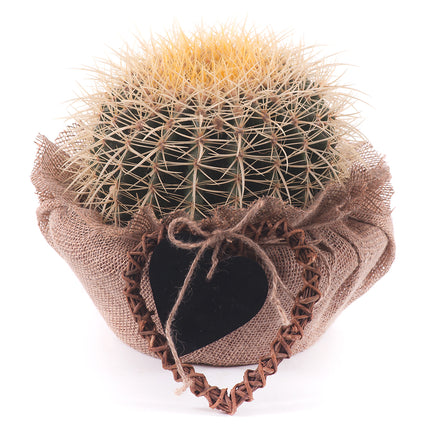 03000580_echinocactus-v-jute