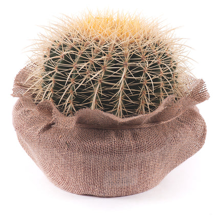 03000580_echinocactus-v-jute