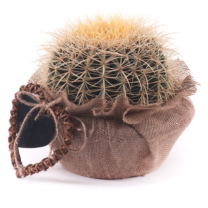 03000580_echinocactus-v-jute