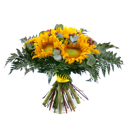 03000613_elite-slnecnice