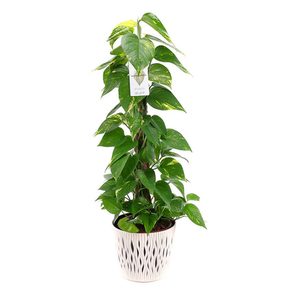 03000620_epipremnum-v-plastovom-obale