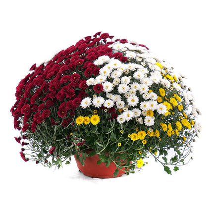 03000623_farebna-chryzantema