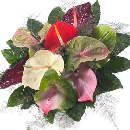 03000625_farebne-anturie