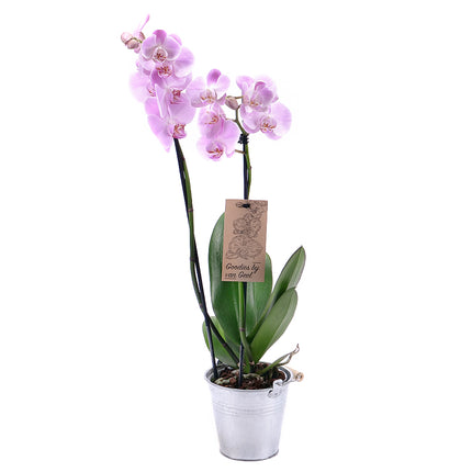 03000628_fialova-orchidea-v-plechovom-obale