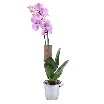 03000628_fialova-orchidea-v-plechovom-obale