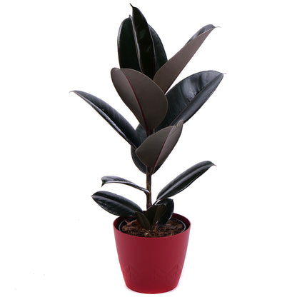 03000635_fikus-v-plastovom-obale