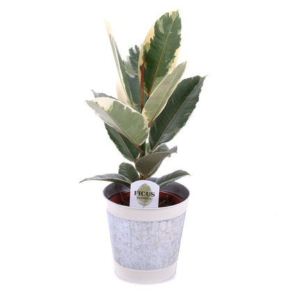 03000637_fikus-v-plechovom-obale