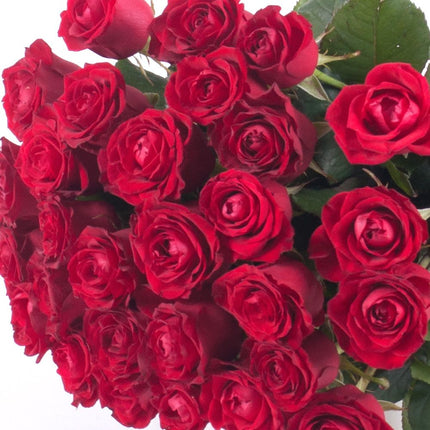 03000638_amore-cervene-ruze-1