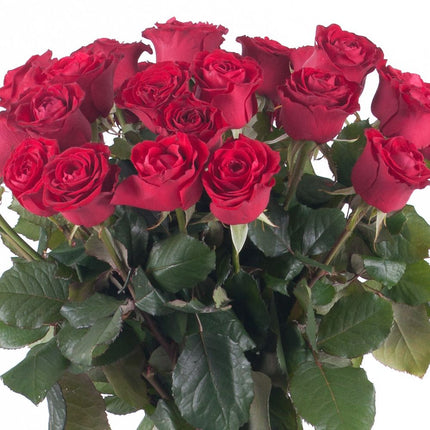 03000638_amore-cervene-ruze-1