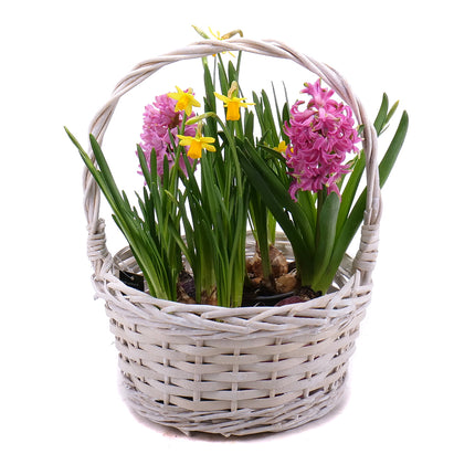 03000696_hyacinty-a-narcisy-v-prutenom-kosiku