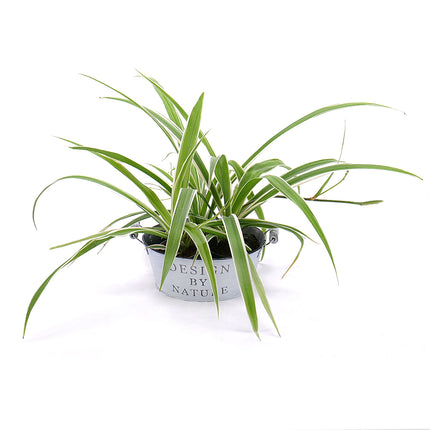 03000702_chlorophytum-v-plechovom-obale