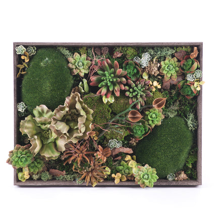 03000780_irigo-machovy-obraz-sukulenty-mix