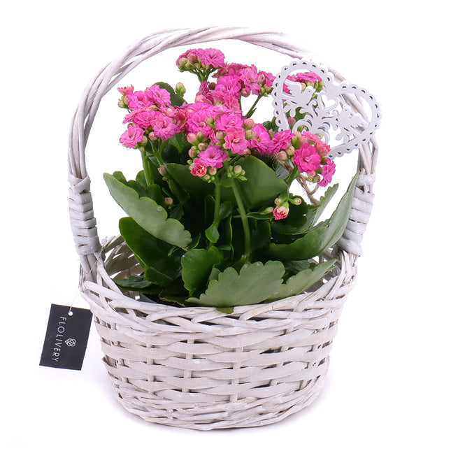 03001028_kalanchoe-v-prutenom-kosiku