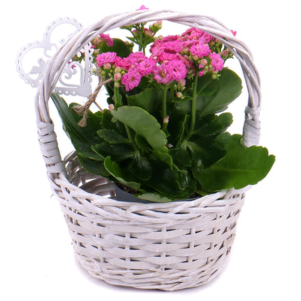 03001028_kalanchoe-v-prutenom-kosiku