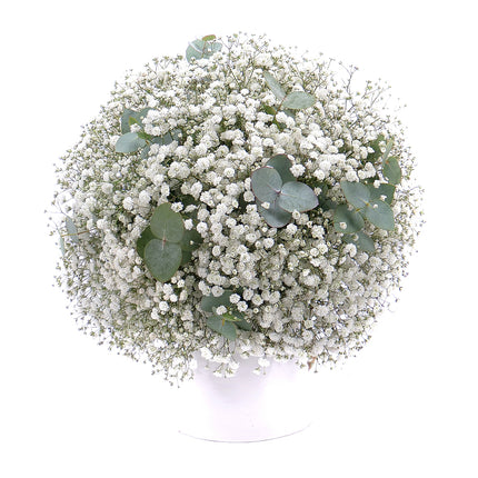 03001075_kytica-gypsophila-a-eukalyptus