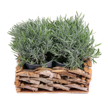 03001266_levandula-v-drevenom-boxe