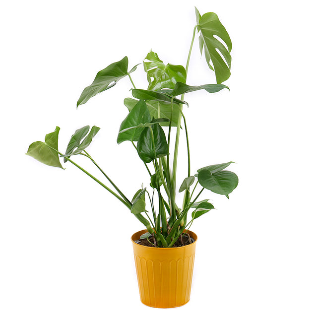 03001313_monstera-v-plechovom-obale