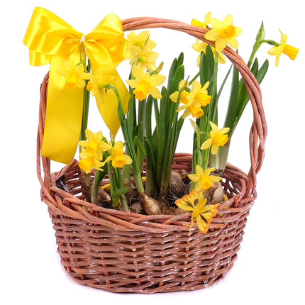 03001325_narcisy-v-prutenom-kosiku