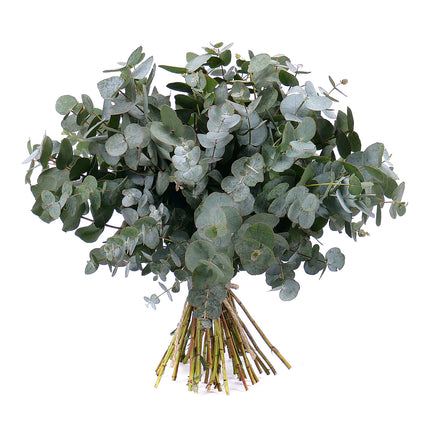 03001329_nature-kytica-eukalyptus