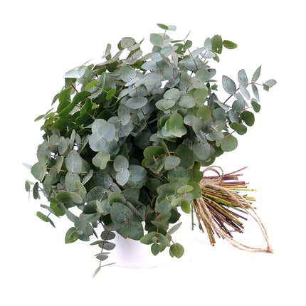 03001329_nature-kytica-eukalyptus