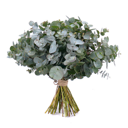 03001329_nature-kytica-eukalyptus