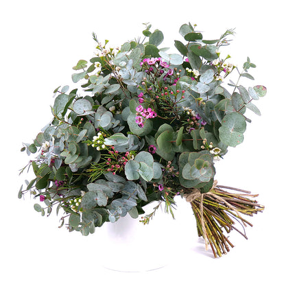 03001330_nature-kytica-eukalyptus-a-waxflower