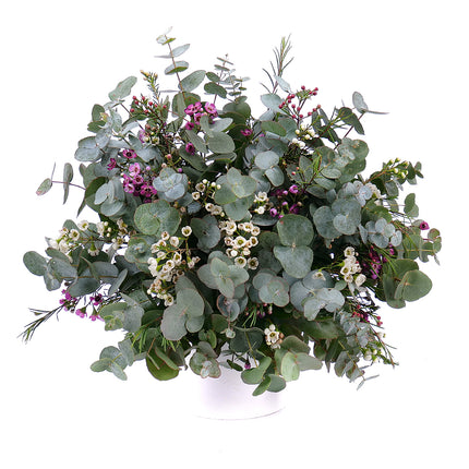 03001330_nature-kytica-eukalyptus-a-waxflower