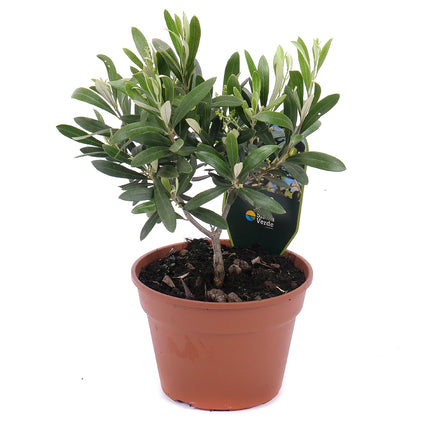 03001341_oliva-v-plastovom-obale