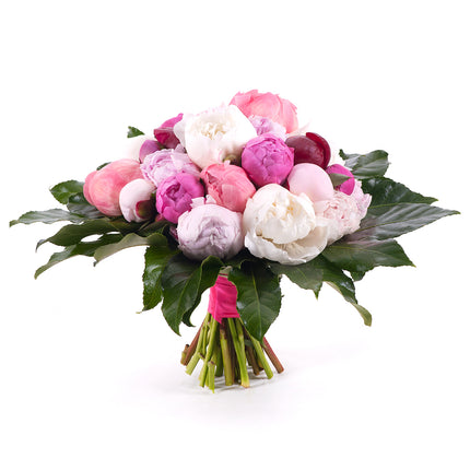 03001355_passion-farebne-pivonie