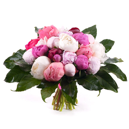 03001355_passion-farebne-pivonie