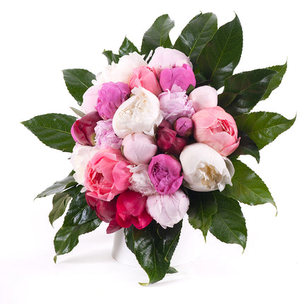 03001355_passion-farebne-pivonie