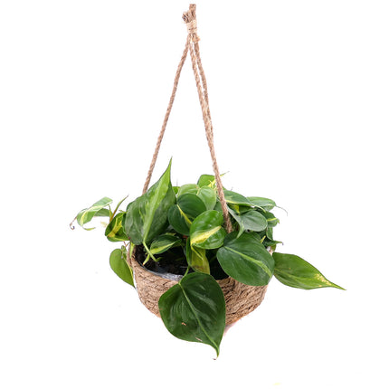 03001422_philodendron-v-ratanovom-obale