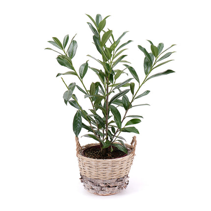 03001438_prunus-v-prutenom-obale