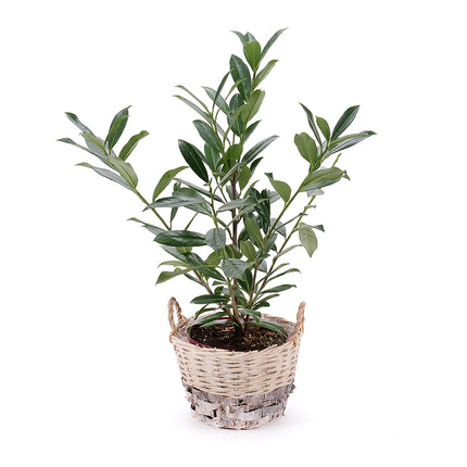 03001438_prunus-v-prutenom-obale