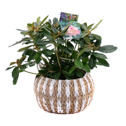 03001440_rhododendron-v-ratanovom-obale