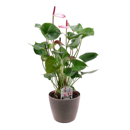 03001448_ruzova-anturia-v-plastovom-obale