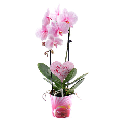 03001450_ruzova-orchidea-v-crepniku