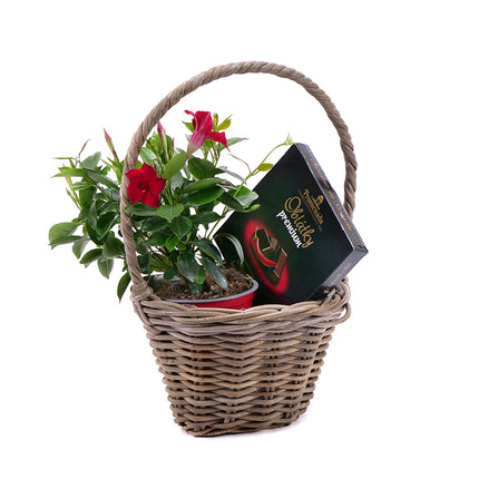 03001484_sundevilla-v-prutenom-kosiku-s-oblatkami-chilli