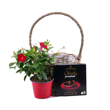 03001484_sundevilla-v-prutenom-kosiku-s-oblatkami-chilli