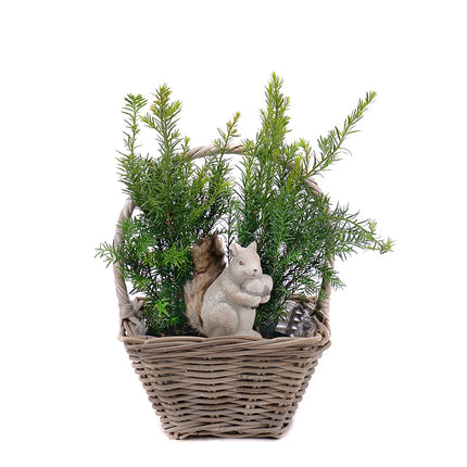 03001703_taxus-v-prutom-kosiku-s-dekoraciou