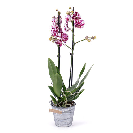 03001704_tigrovana-orchidea-v-plechovom-obale