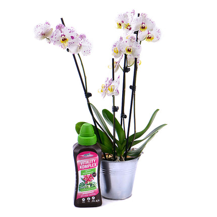 03001705_tigrovana-orchidea-v-plechovom-obale-s-hnojivom