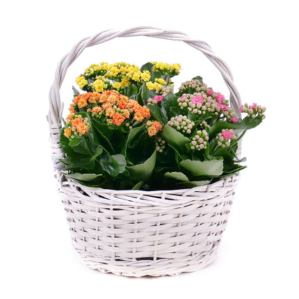 03001717_trio-kalanchoe-v-prutenom-kosiku